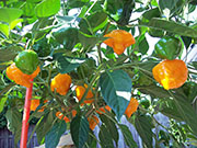 Scotch Bonnet Yellow