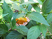 Scotch Bonnet Yellow
