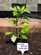 Scotch Bonnet Yellow