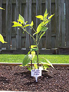 Scotch Bonnet Yellow