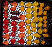 Séchage piments