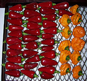 Séchage piments