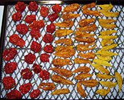 Séchage piments