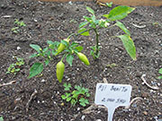 Aji Benito