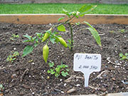 Aji Benito
