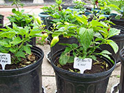 Aji Benito