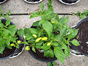 Aji Benito