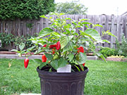 Aji Benito