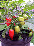 Aji Benito