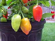 Aji Benito
