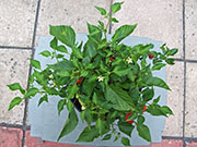 Aji Benito