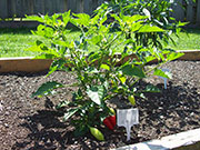 Aji Benito