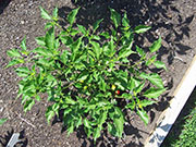 Aji Benito