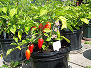 Aji Benito