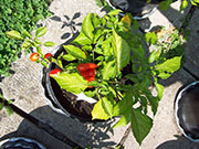 Aji Benito