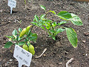 Aji Benito