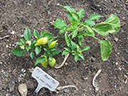 Aji Benito