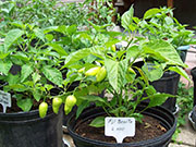 Aji Benito