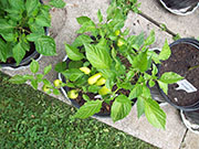 Aji Benito