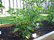 Aji Benito