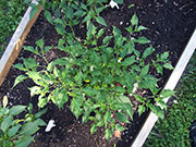 Aji Benito