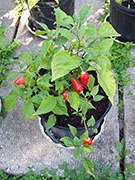 Aji Benito