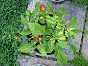 Aji Benito