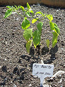 Aji Benito