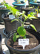 Aji Benito