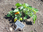 Aji Benito