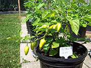 Aji Benito