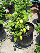 Aji Benito