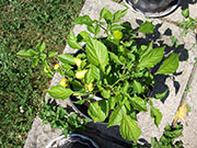 Aji Benito