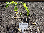 Aji Benito
