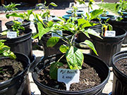 Aji Benito