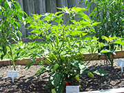 Aji Benito