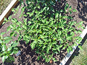 Aji Benito