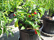 Aji Benito
