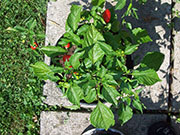 Aji Benito