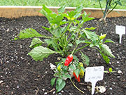Aji Benito