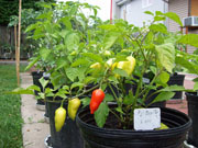 Aji Benito