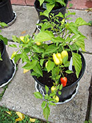 Aji Benito