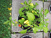 Aji Benito