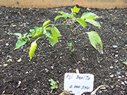 Aji Benito
