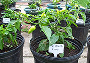 Aji Benito