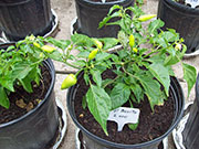Aji Benito