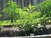 Aji Benito