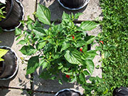 Aji Benito