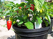 Aji Benito