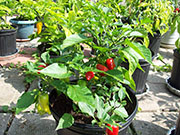 Aji Benito